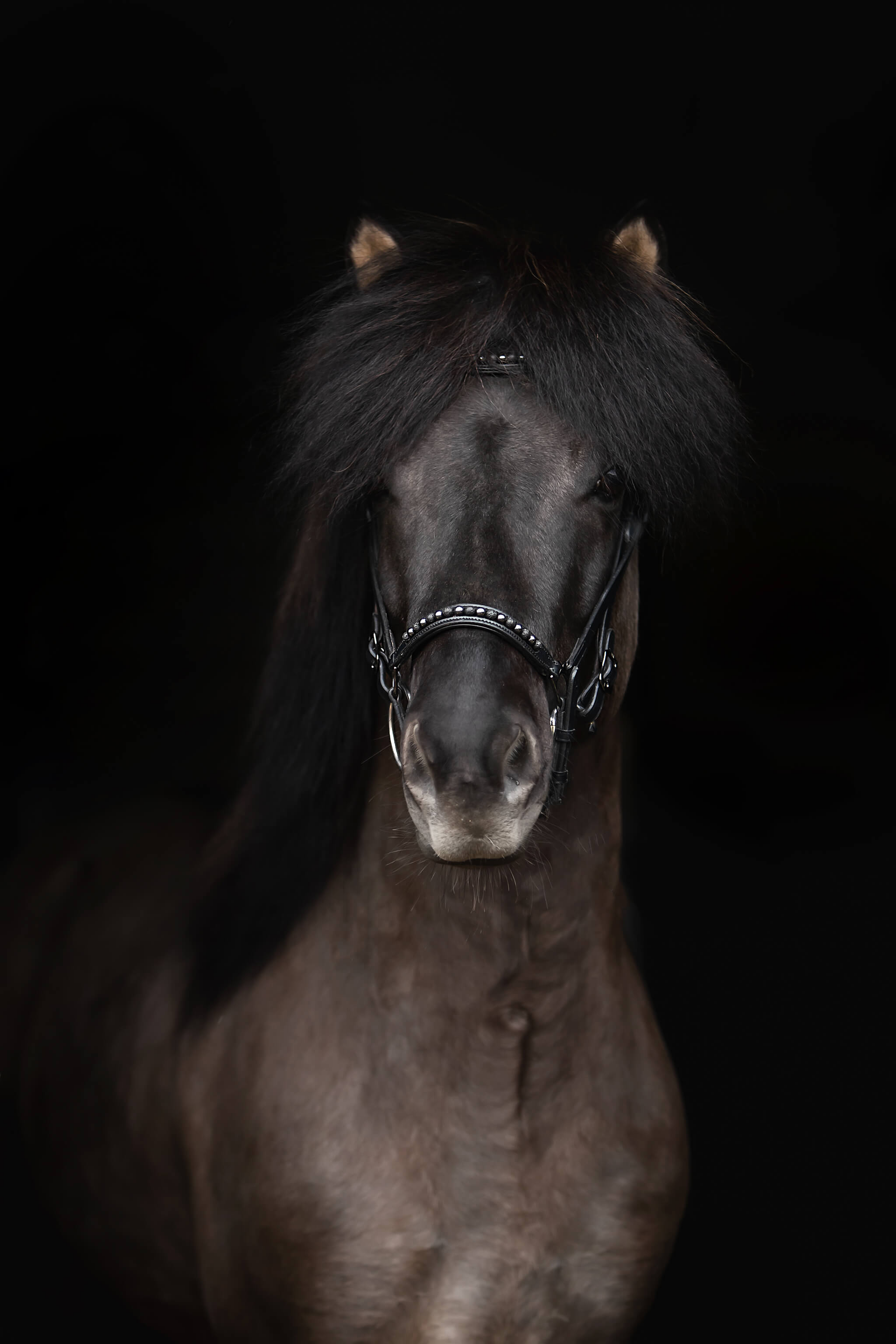 Kjarkur Headstall